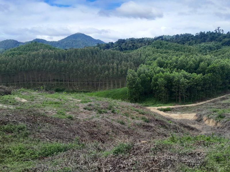 Bạch đàn cao sản