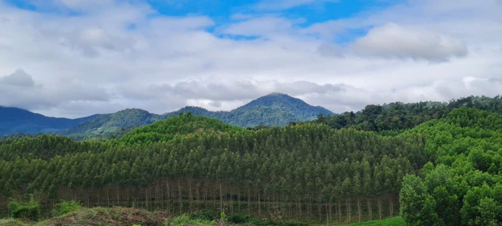 Rừng trồng bạch đàn